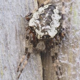 Araneus Nordmanni (Nordmanns Orb-Weaver Spider)