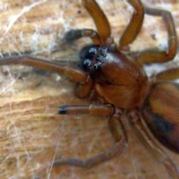 Callobius Bennetti (Hackled Mesh Spider)