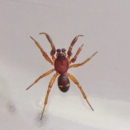 Asagena Americana (Two-Spotted Cobweb Spider)
