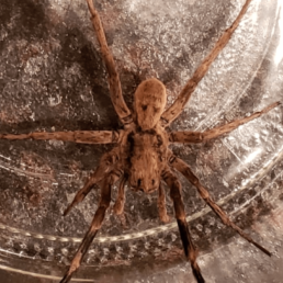Geolycosa Missouriensis (Burrowing Wolf Spider)