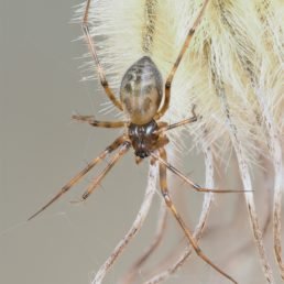 Lepthyphantes Leprosus (Musterweber Spider)