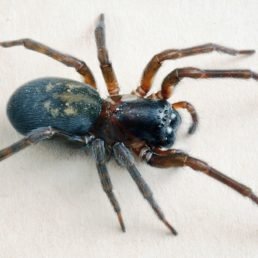 Amaurobius Ferox (Black Lace-Weaver Spider)