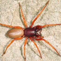 Dysdera Crocata (Woodlouse Hunter Spider)