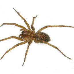 Eratigena Agrestis (Hobo Spider)
