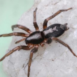 Herpyllus Ecclesiasticus (Eastern Parson Spider)