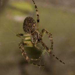 Larinioides Sclopetarius (Bridge Orb-Weaver Spider)