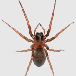Metaltella Simoni (Hacklemesh Weaver Spider)
