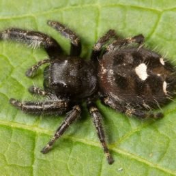 Phidippus Audax (Bold Jumper Spider)