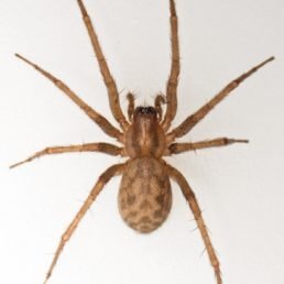 Tegenaria Domestica (Barn Funnel Weaver Spider)